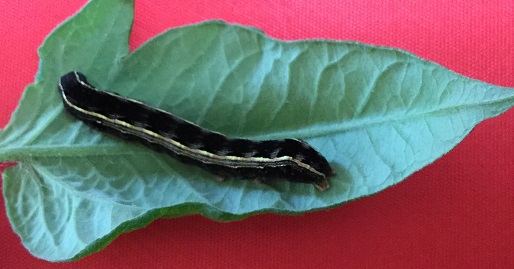 72219 Figure 6 tomato fruitworm photo Johnnie HartJPG